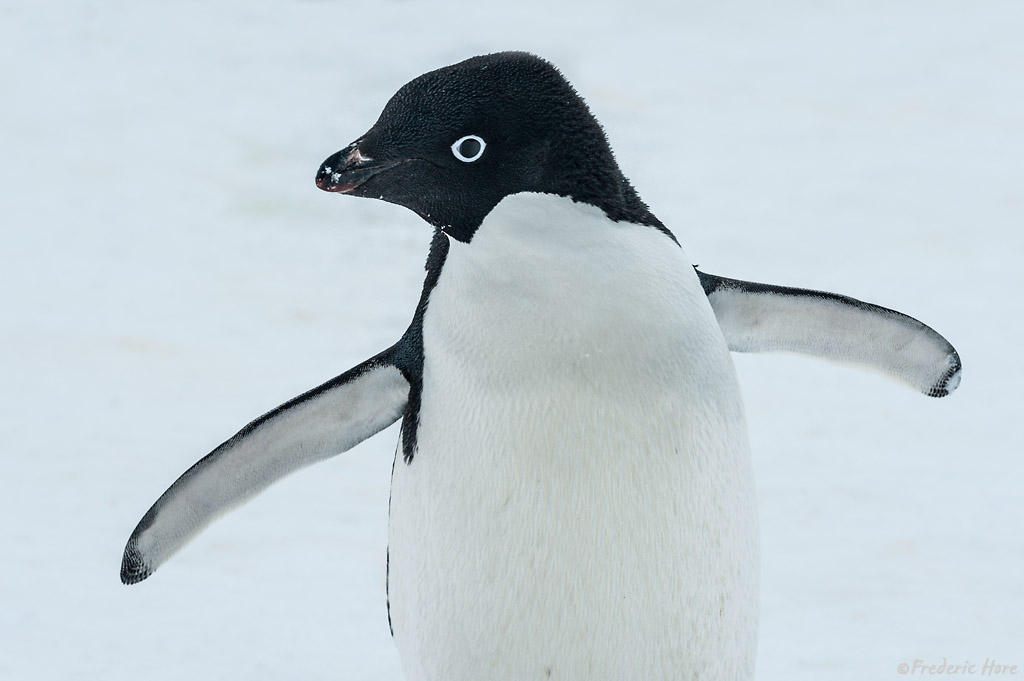 Brown Bluff, Weddell Sea